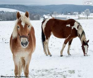 Puzzle Δύο άλογα στην χιονισμένη πεδιάδα